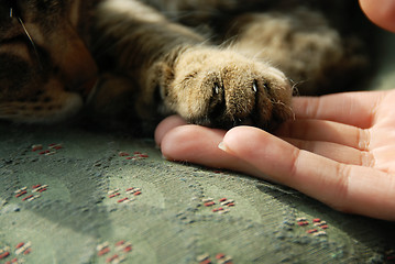 Image showing Cat paw on human hand