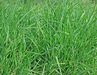 Image showing Green grass