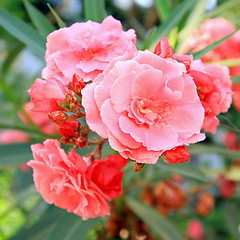 Image showing Spring flowers