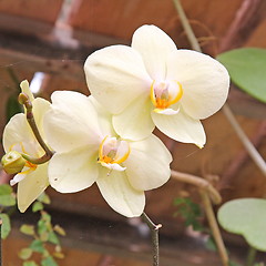 Image showing The orchid