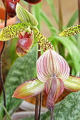 Image showing The orchid