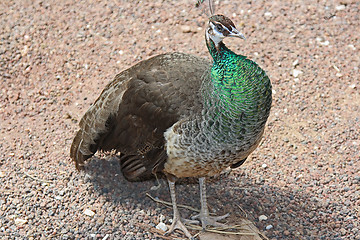 Image showing The peacock