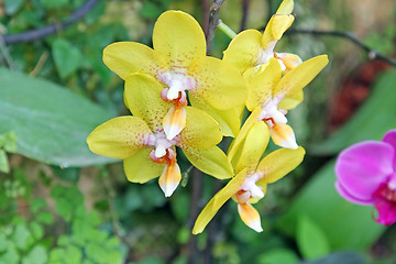 Image showing The orchid