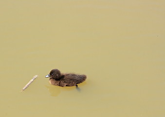 Image showing The duckling