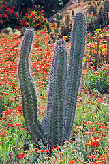 Image showing The cactus