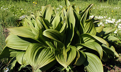 Image showing Plant