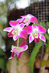 Image showing The orchid