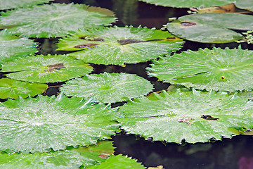 Image showing The pond