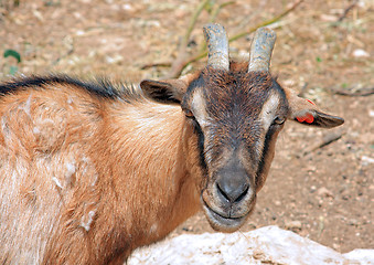 Image showing The goat