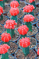 Image showing Red cactus