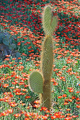 Image showing The cactus