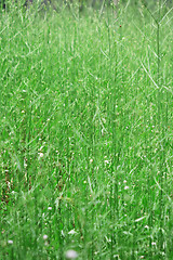 Image showing Green grass