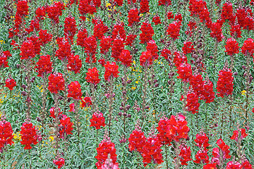 Image showing Spring flowers