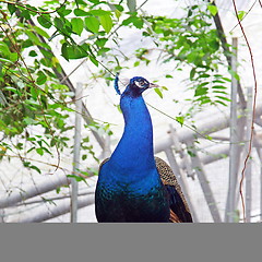 Image showing The peacock