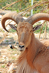 Image showing The goat