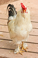 Image showing The cock