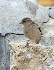 Image showing The sparrow