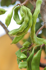 Image showing The green pods