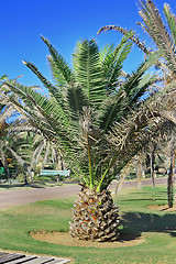 Image showing The palm