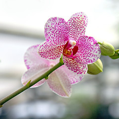 Image showing The orchid