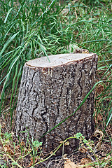 Image showing The stump