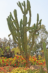 Image showing The cactus