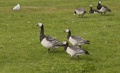 Image showing Barnacle Goose. 