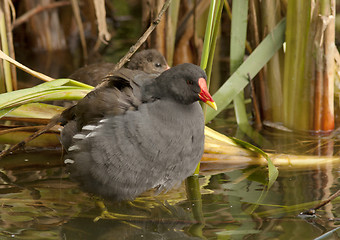 Image showing Moorhen