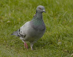 Image showing Dove