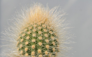 Image showing Cactus