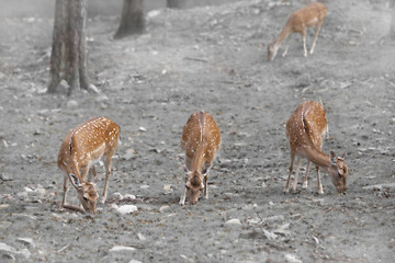 Image showing Roe deers