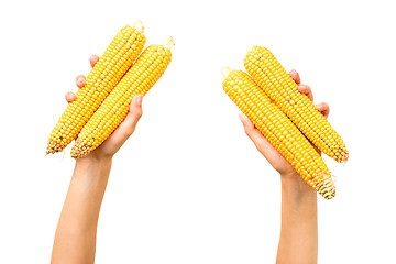 Image showing Corn