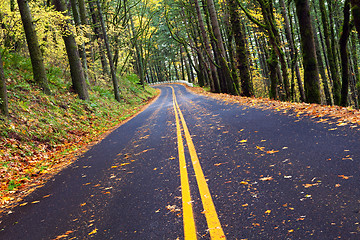 Image showing fall winding forest mountain road