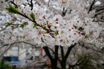 Image showing Spring flowers