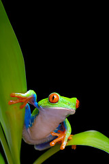 Image showing frog on plant leaves isolated black