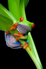 Image showing frog in a plant isolated black