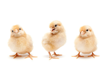 Image showing Three cute baby chickens chicks