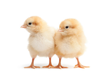 Image showing two baby chicks isolated on white