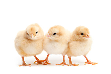 Image showing three cute chicks isolated on white
