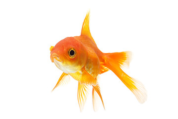 Image showing goldfish closeup isolated on white