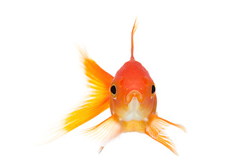 Image showing goldfish front view isolated on white