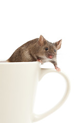 Image showing mouse on coffee cup isolated