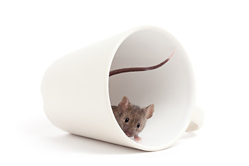 Image showing curious mouse isolated on white