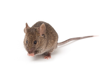 Image showing mouse isolated on white