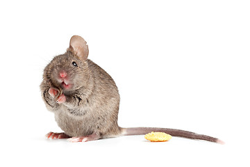 Image showing Silly mouse isolted on white