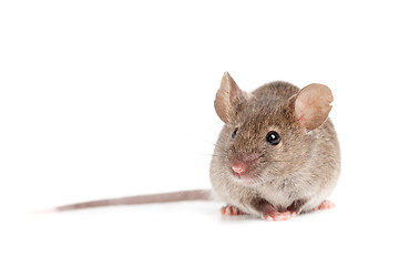 Image showing grey mouse isolated on white
