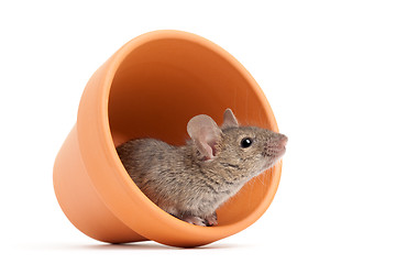 Image showing mouse in flower pot isolated on white