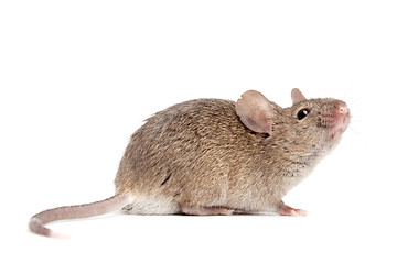 Image showing mouse close up isolated on white