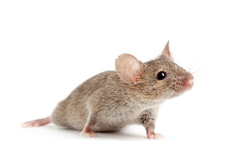 Image showing mouse isolated on white
