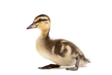 Image showing baby duck Mallard isolated on white